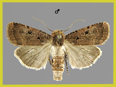 C. rectangula