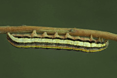 C. subrosea
