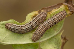 C. chardinyi
