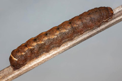D. brunnea