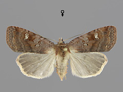 D. dahlii