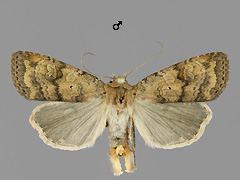 D. dahlii