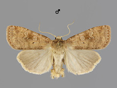 D. dahlii