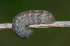 D. dahlii