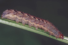 D. mendica
