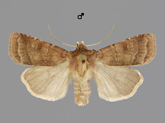 D. rubi