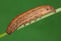 D. rubi