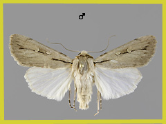 D. candelisequa