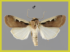 D. musiva
