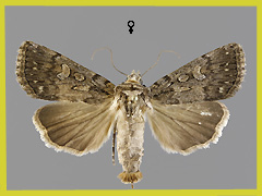 D. nigrescens