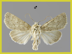 D. renigera
