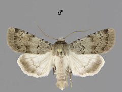 E. grisescens