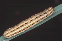 E. grisescens