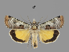 E. linogrisea