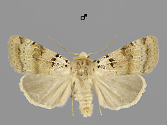 E. depunctum