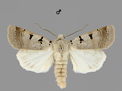 E. glareosum