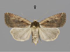 E. sigma