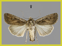E. aquilina