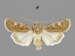 E. cursoria