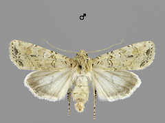 E. cursoria