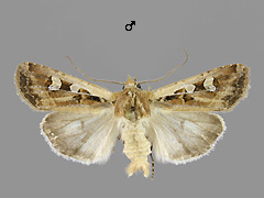 E. cursoria