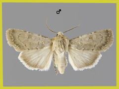 E. decora