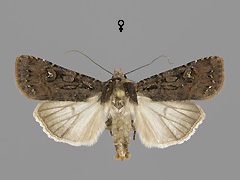 E. nigricans