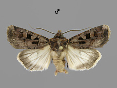 E. recussa