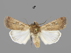 E. temera