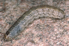 E. tritici