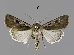 E. vitta