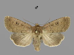 G. augur