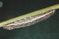 N. typica