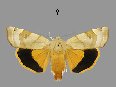 N. fimbriata