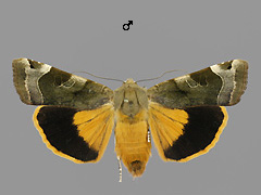 N. fimbriata