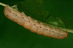 N. fimbriata