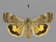 N. interposita