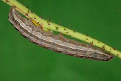 N. interposita