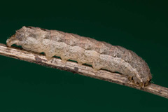 N. janthina
