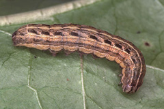 N. orbona