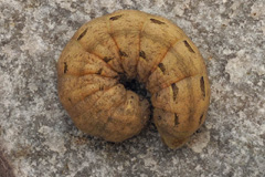 N. pronuba