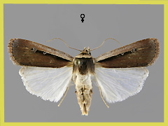 O. leucogaster