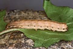 O. plecta