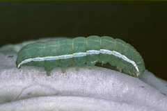O. polygona