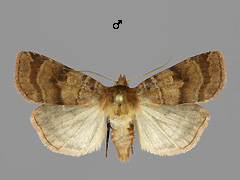 P. punicea