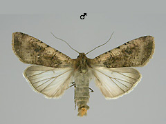 P. saucia
