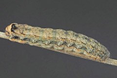 P. saucia