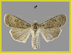 R. arenacea