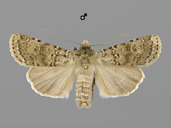R. simulans