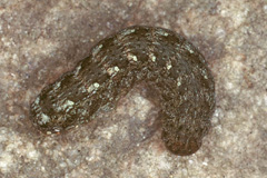 S. lucernea